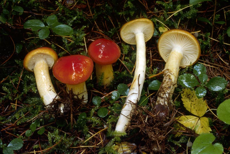 Hygrophorus speciosus